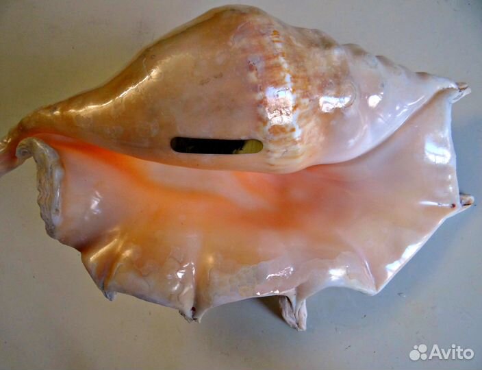 Морская ракушка Lambis truncata 26 см