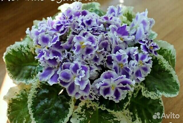 Фиалка Летние сумерки