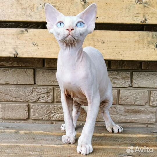 Шикарные котики девон-рекс