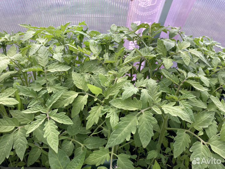 Рассада помидор,перцев,цветов