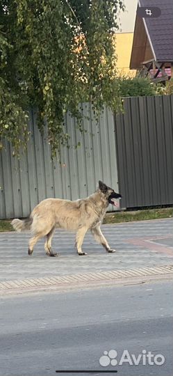 Кто потерял друга