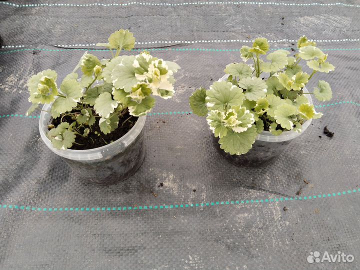 Ампельные растения для кашпо