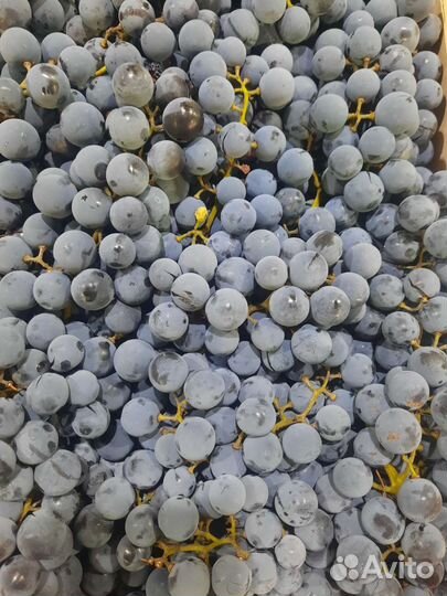 Виноград Молдова, Изабелла,Саперави