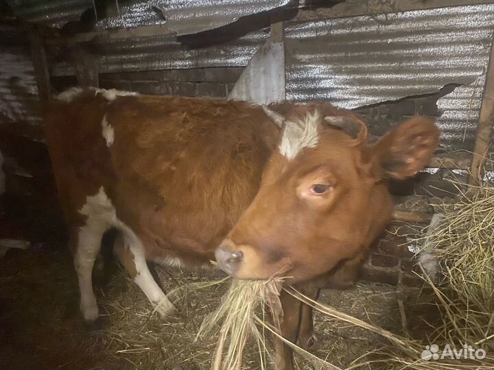 Телка стельная