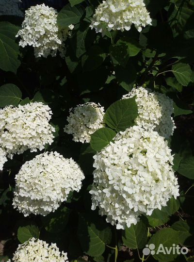 Гортензия
