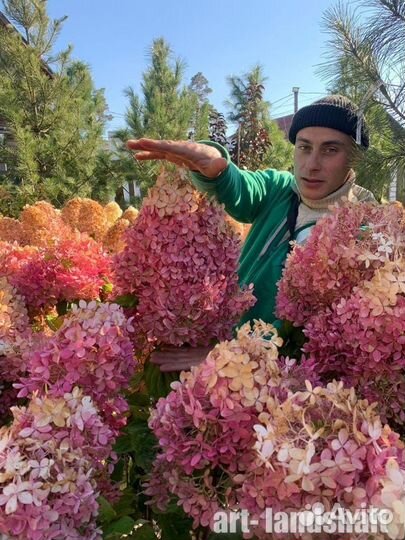 Гортензия фантом