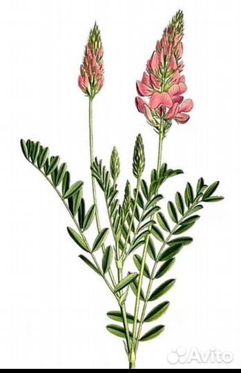 Продам семена эспарцета