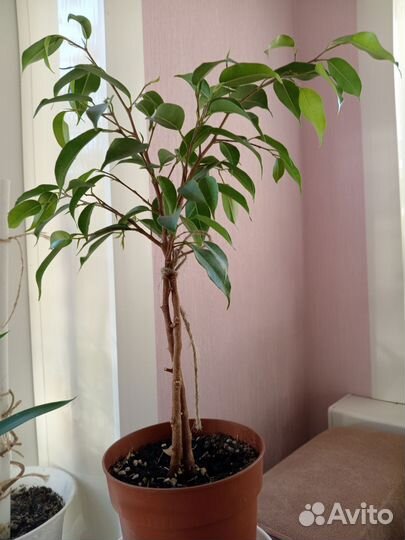 Фикус бенджамина
