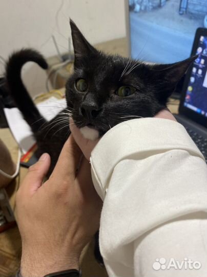 Кошки бесплатно