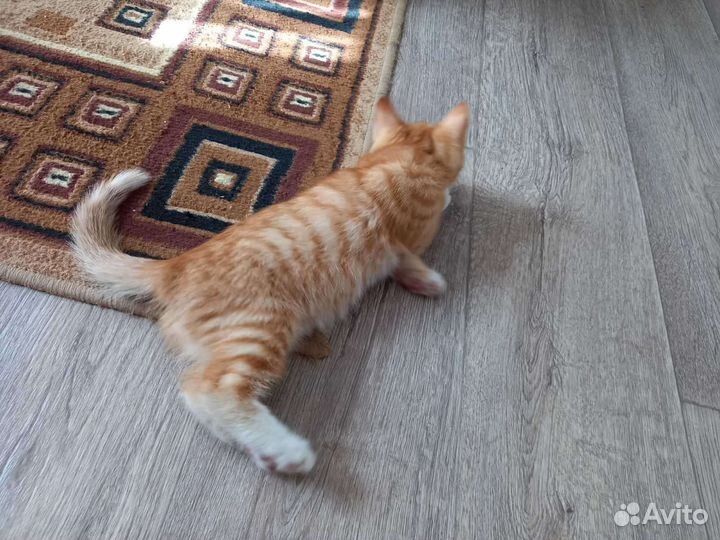 Отдам котика в добрые руки