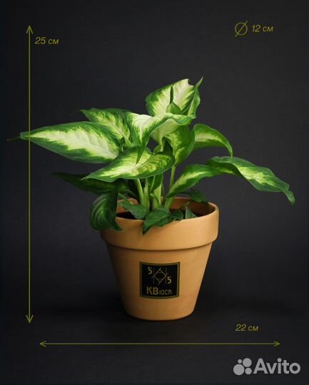 Диффенбахия