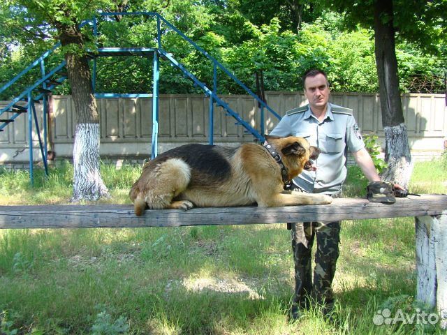 Собаки в Кимовске. Животные Кимовска. Кимовская собака. Передержка собак в Кимовске Тульской области.