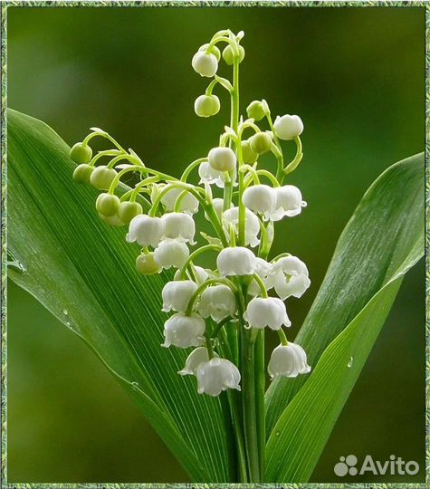 Цветы для сада