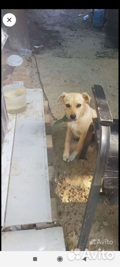 Щенок в добрые руки