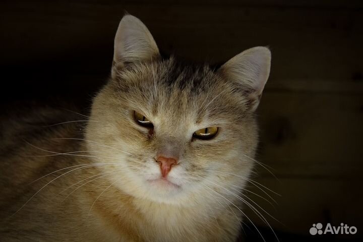 Рыжие котики из приюта