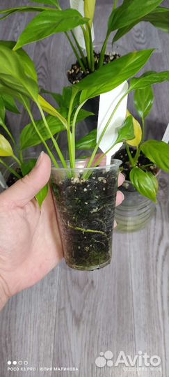 Спатифиллум Лемон глоу