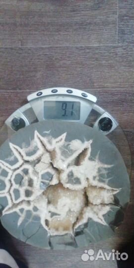 Септария Окаменелость