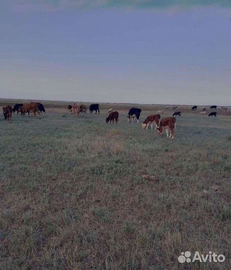 Продажа крс