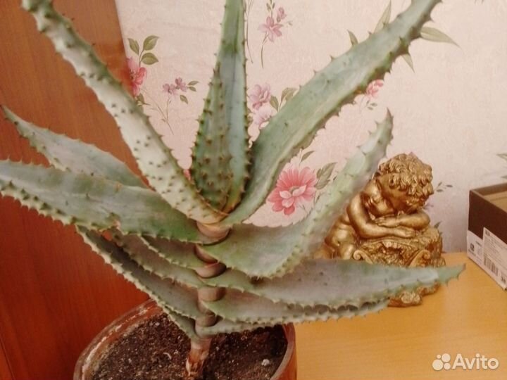 Суккулеет