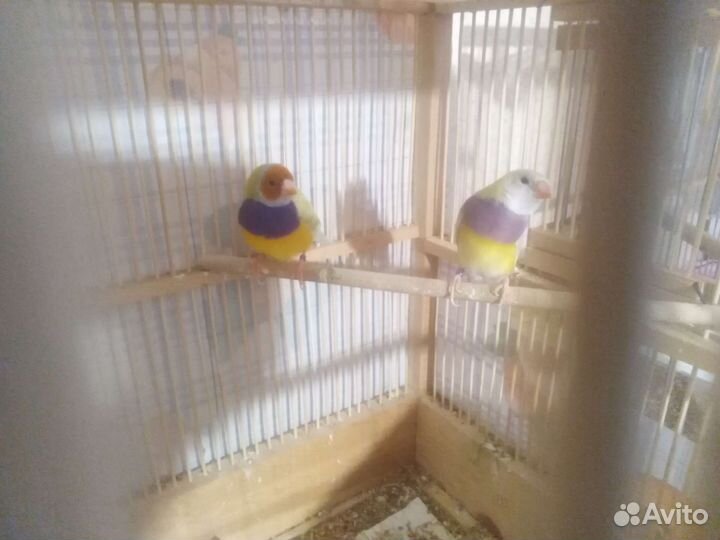 Амадины гульда пара