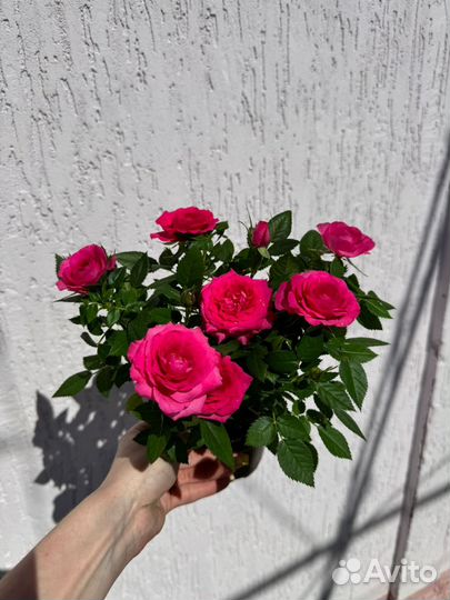 Комнатные цветы Роза Кардана