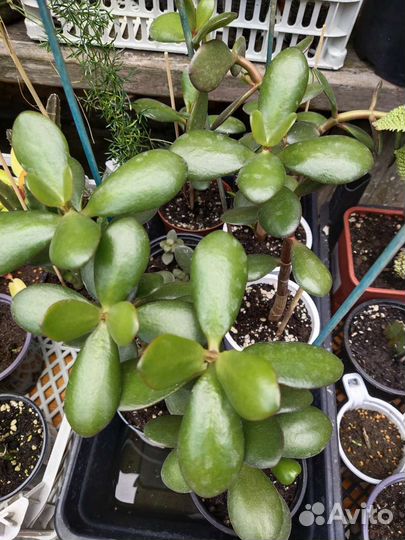 Бенджамина и другие