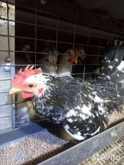 Карликовые кохинхины,карликовые курочки и петушки