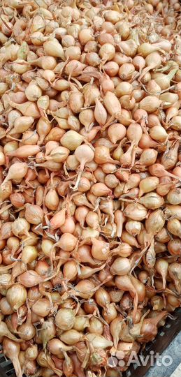 Лук севок штутгартер