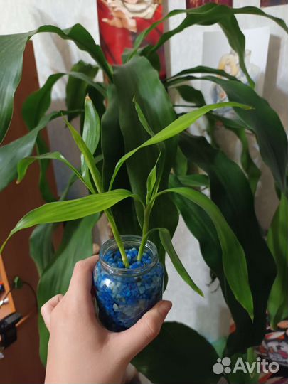 Драцена Сандера (Лаки бамбук)