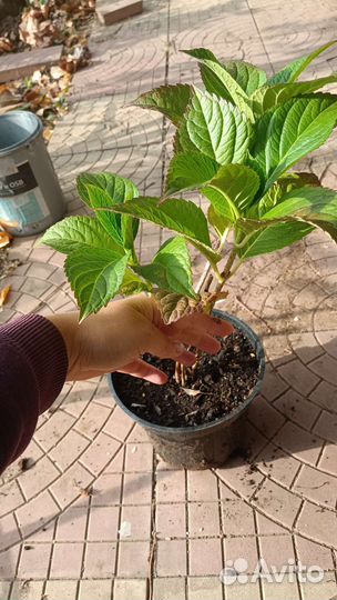 Гортензия крупнолистная