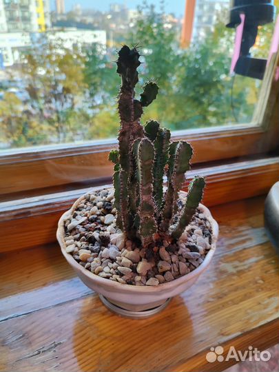 Флорариум суккуленты