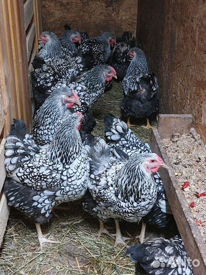 Виандот серебро. Яйцо инкубационное