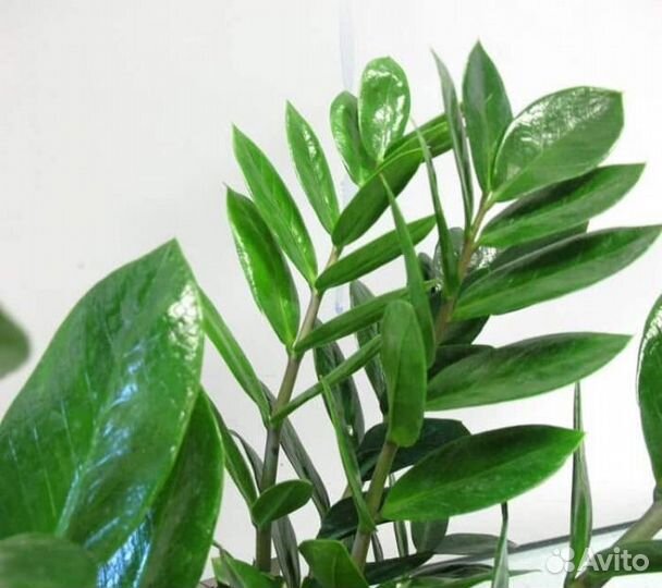 Замиокулькас