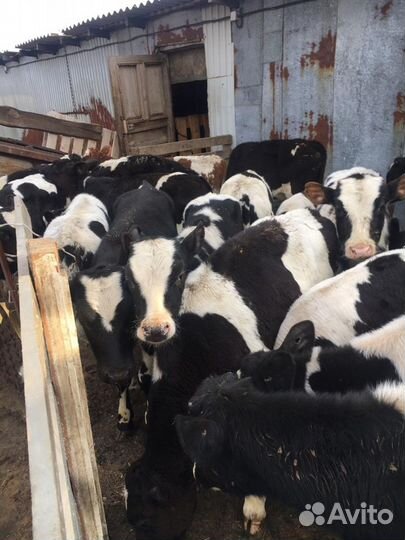 Телята Чертково