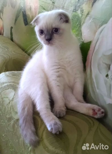 Шотландская кошечка