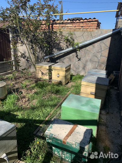 Пчелы и улья