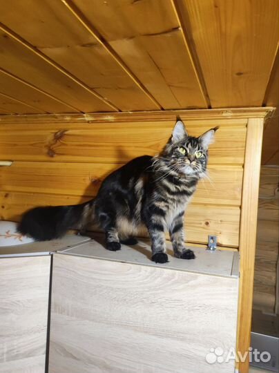 Кошечка Мейн Кун по имени Шива