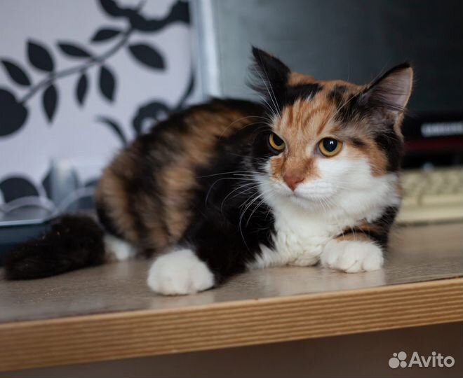 Трёхцветная кошечка в дар