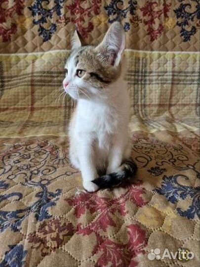 Кошки в добрые руки