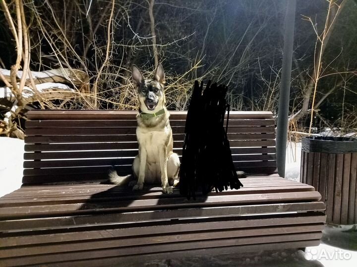 Собака в добрые руки