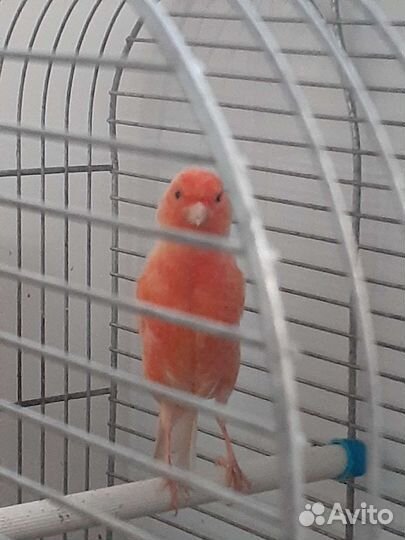 Кенар певчий