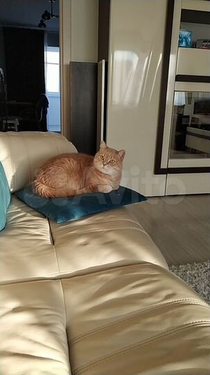 4-к. квартира, 78,2 м², 9/9 эт.