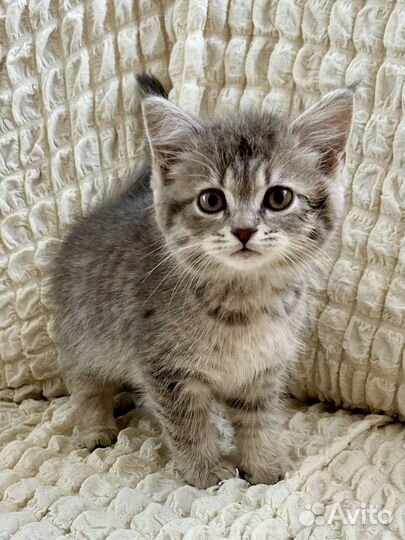 Котёнок Гиацинт в добрые руки
