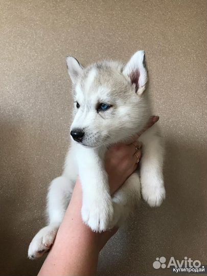 Щенки хаски