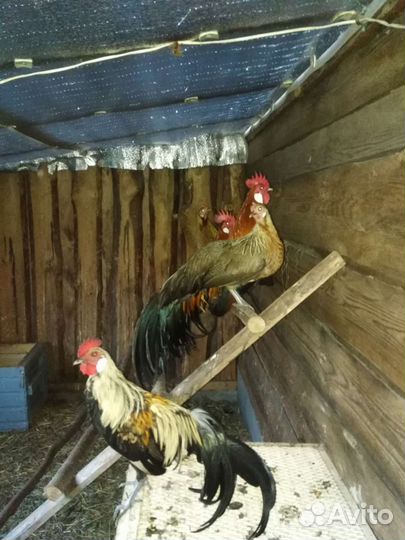 Куры феникс