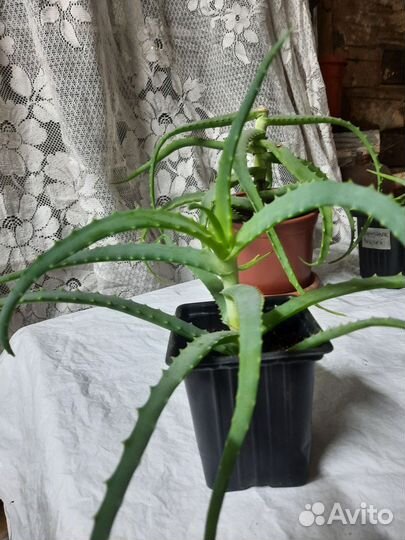 Алоэ вера лечебный