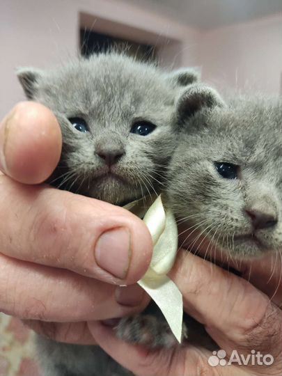 Британская