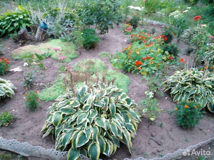 Очиток (Седум) лидийский (Sedum Lydium)