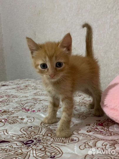 Котята в добрые руки бесплатно