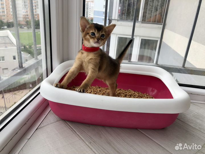 Абиссинские котята